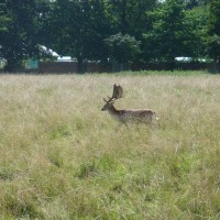 Fallow Deer